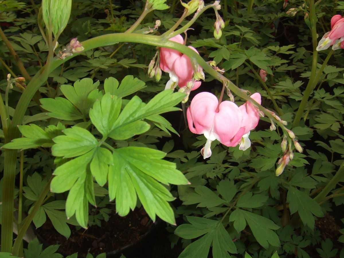 Dicentra spectabilis10.jpg