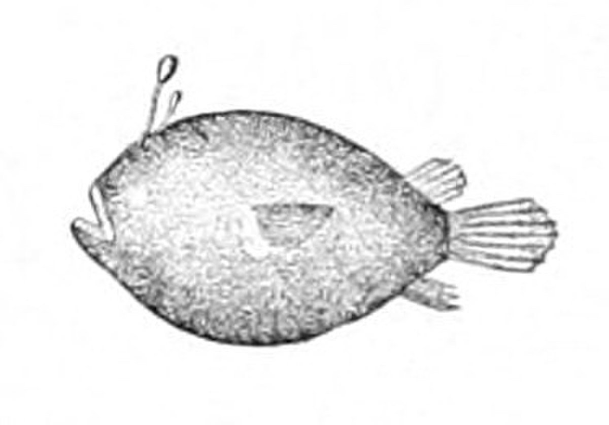 Diceratiidae