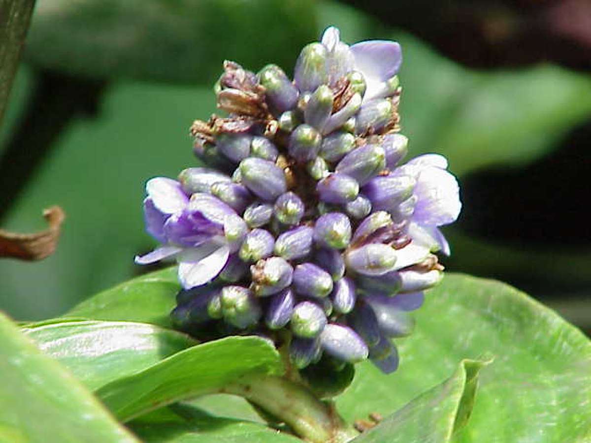 Inflorescence de Dichorisandra reginae