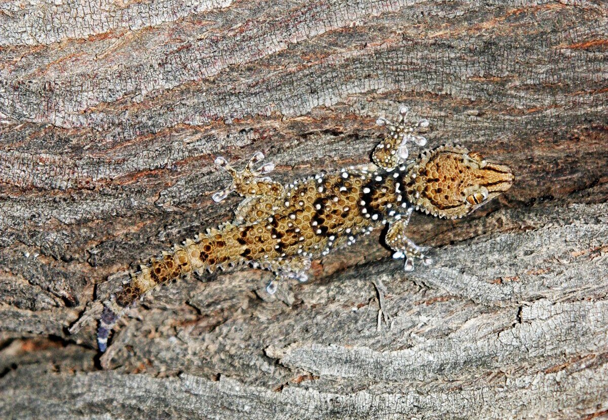 Pachydactylus turneri