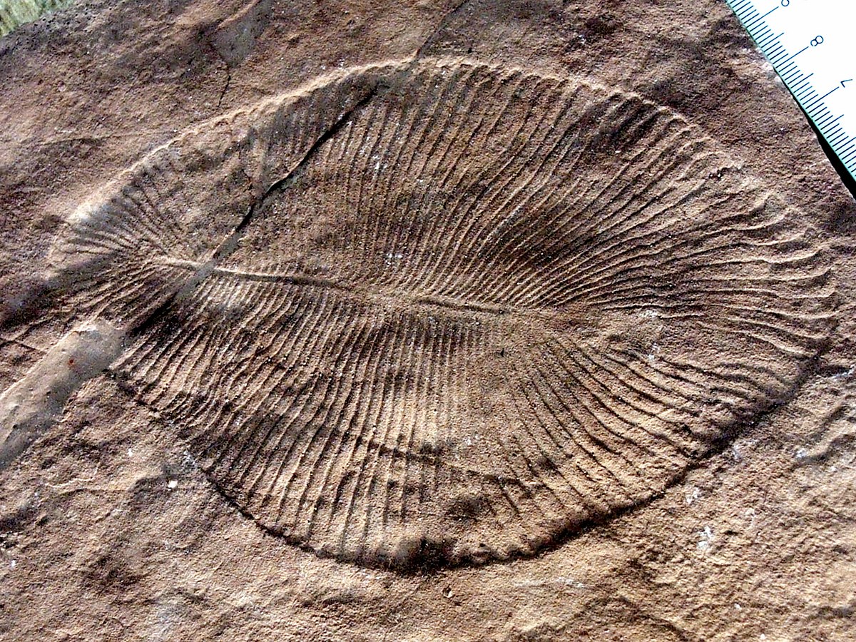 Vendozoa