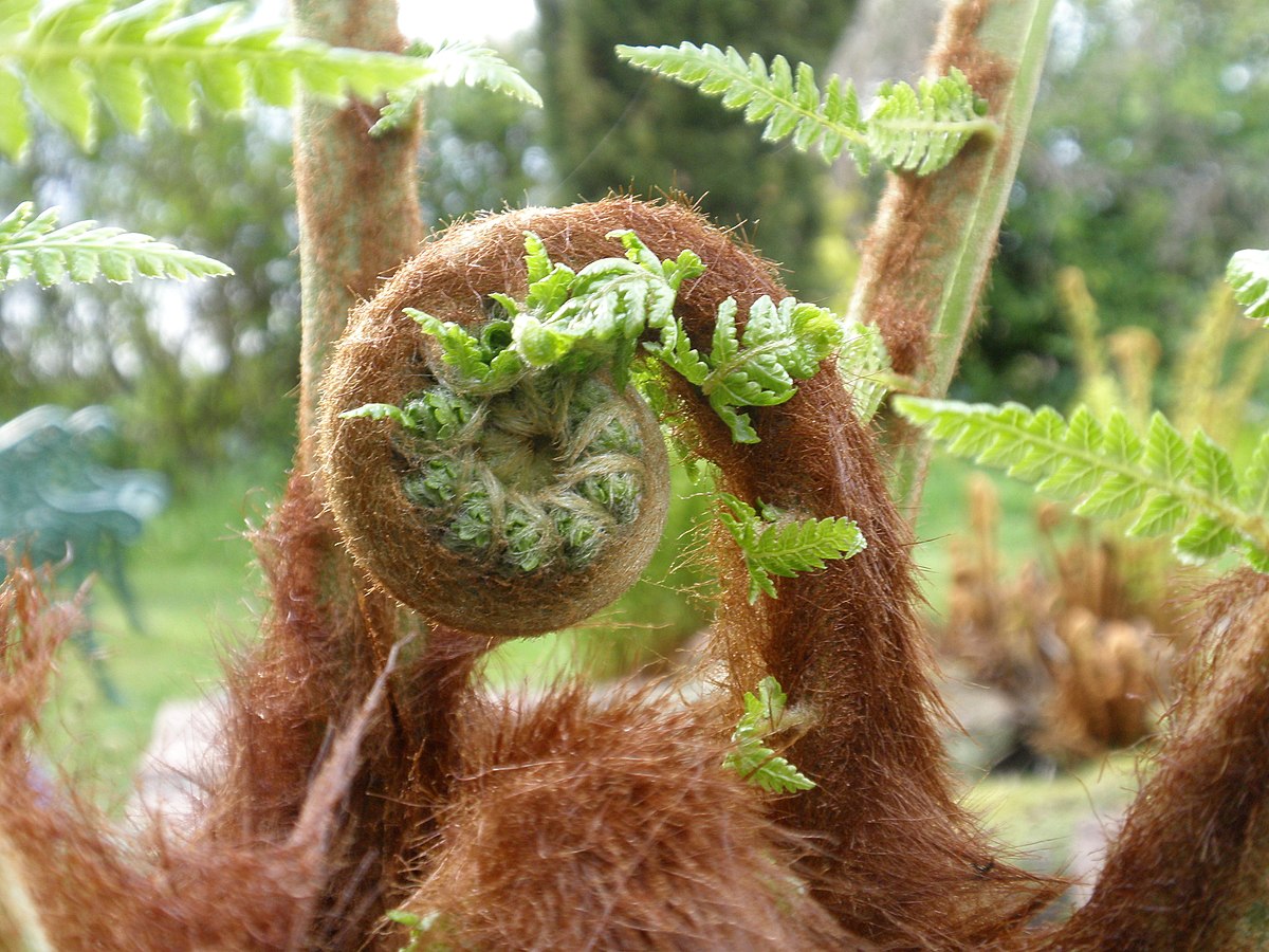 Dicksonia antarctica 2.jpg
