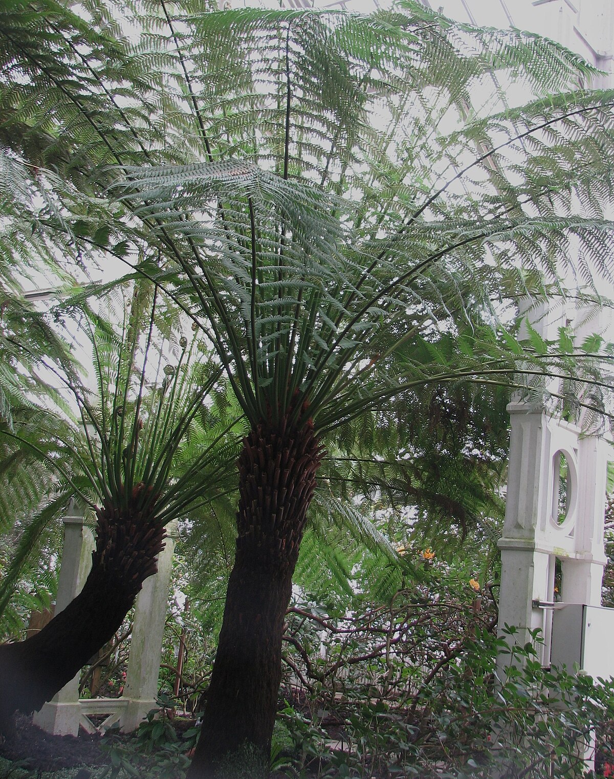 Dicksonia antarctica
