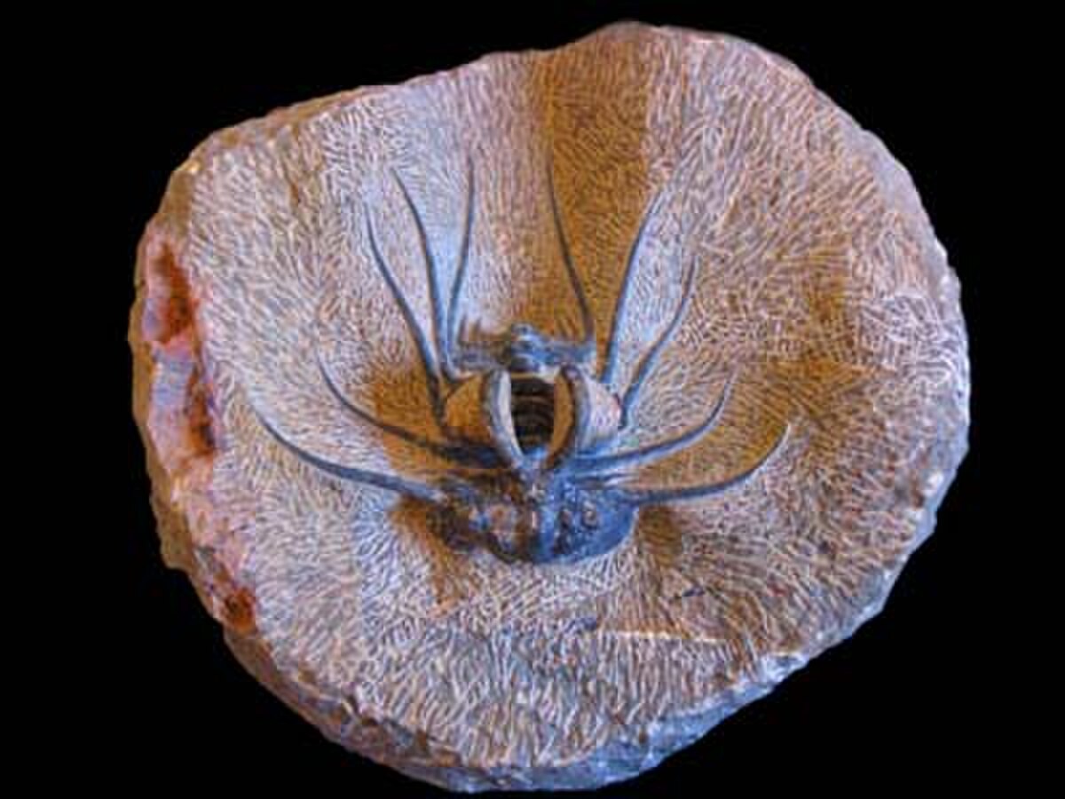 Trilobita