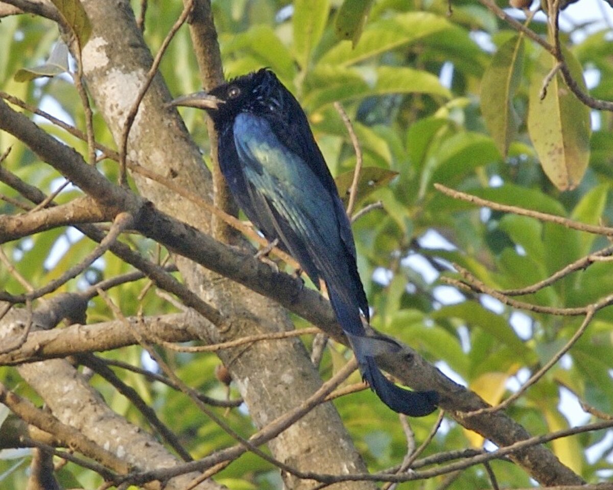 Drongo à crinière