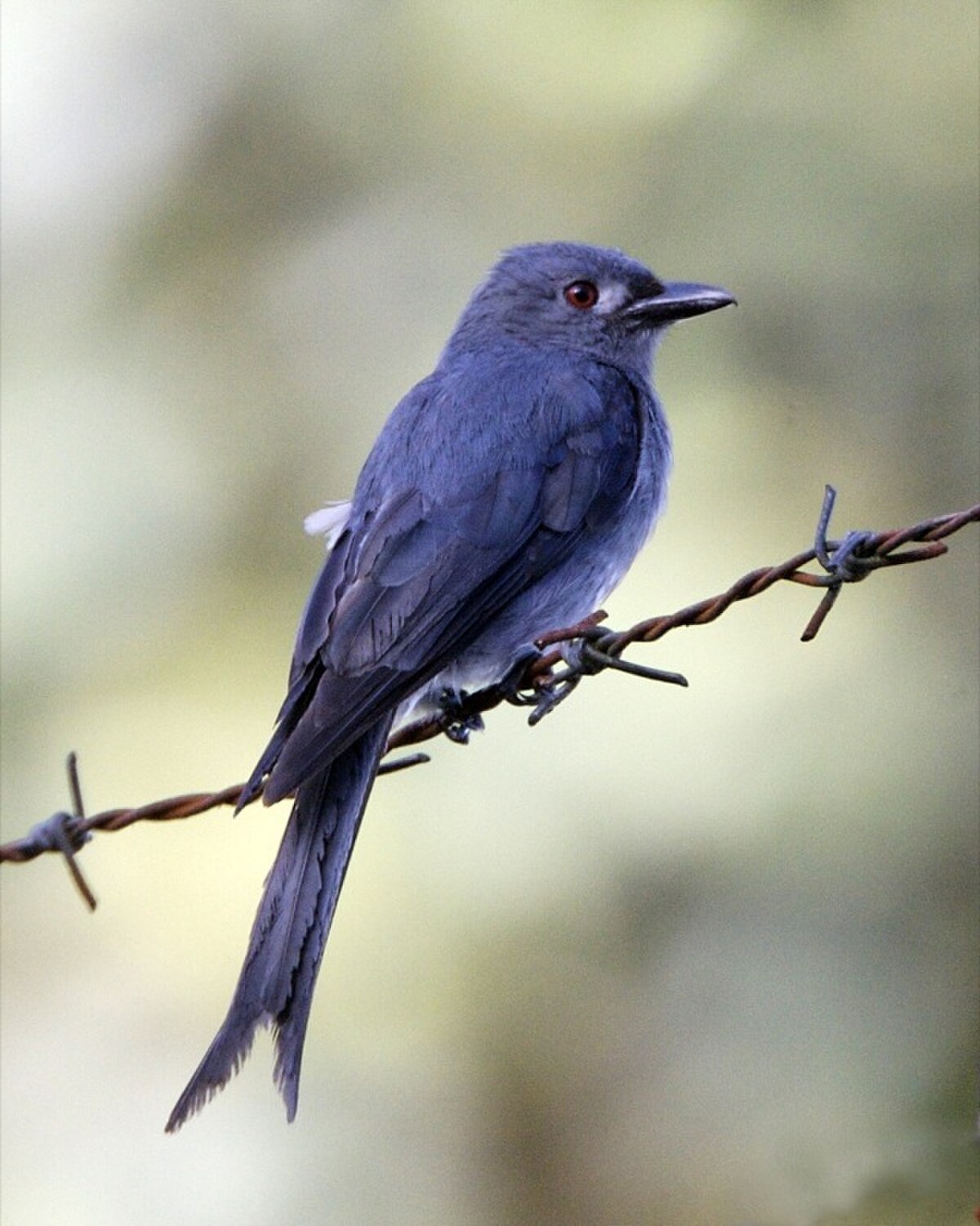Drongo cendré