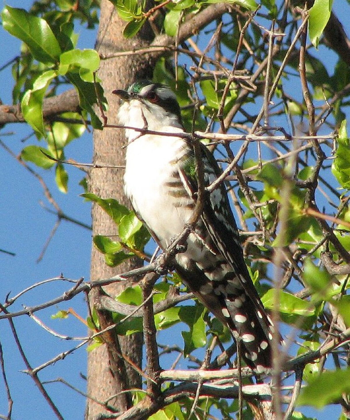 Dideric cuckoo crop.jpg