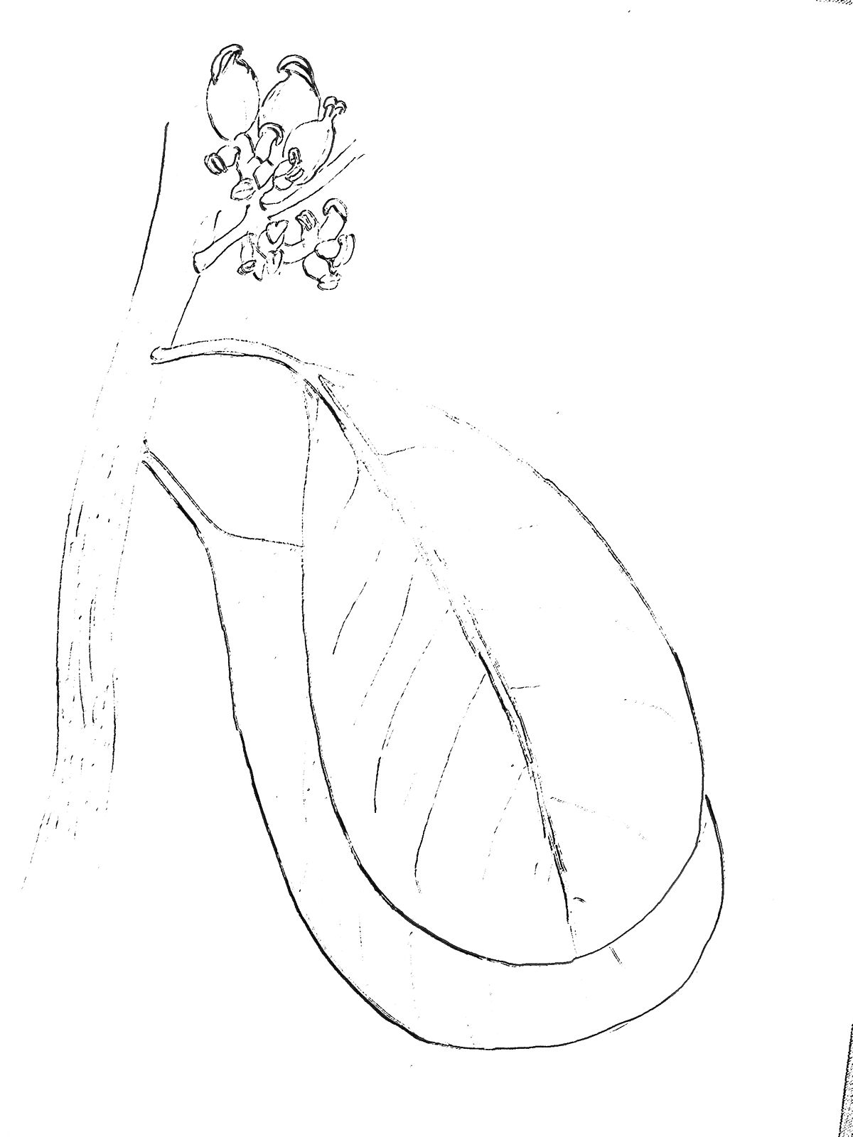 Didymelaceae