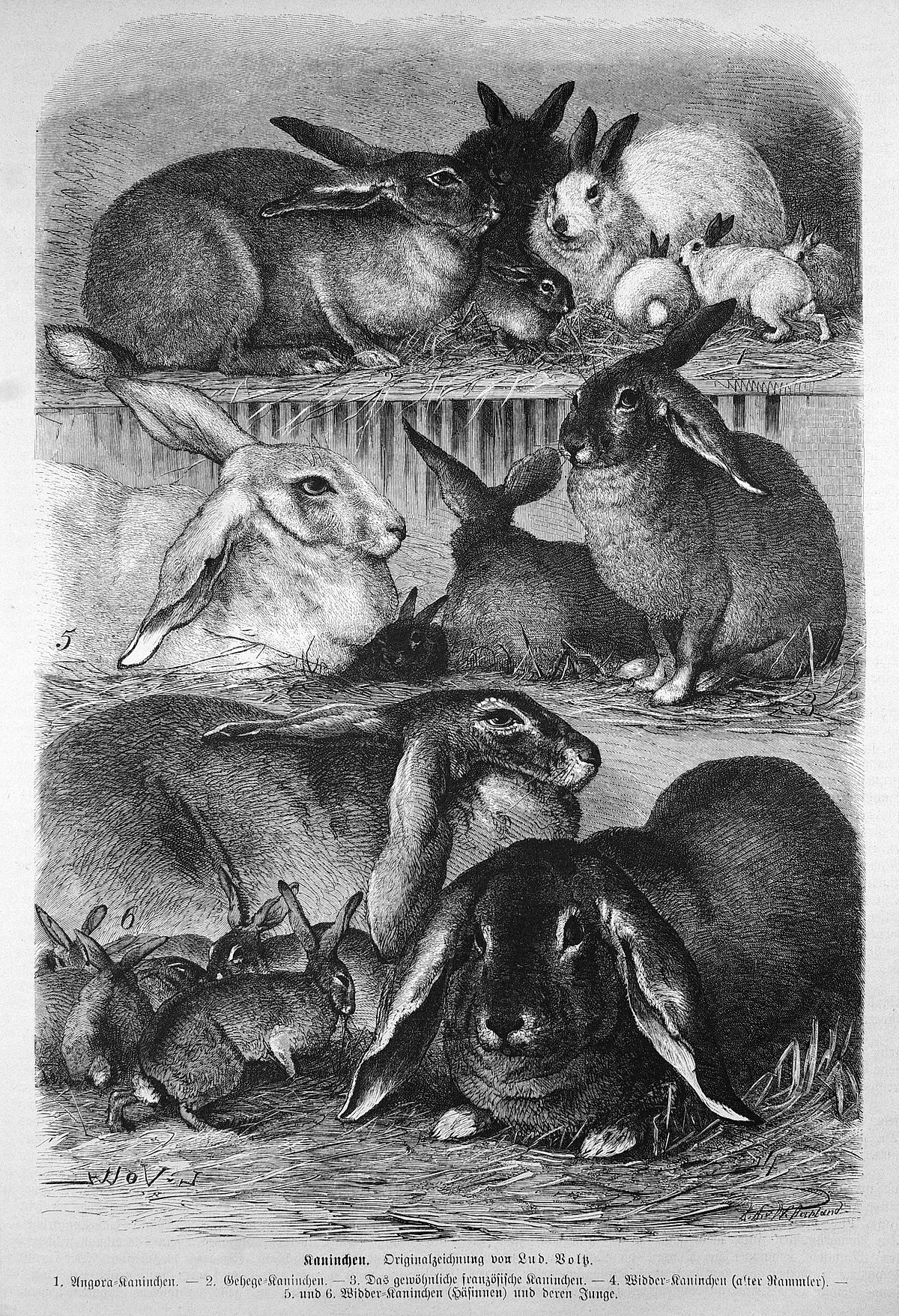 Lapin