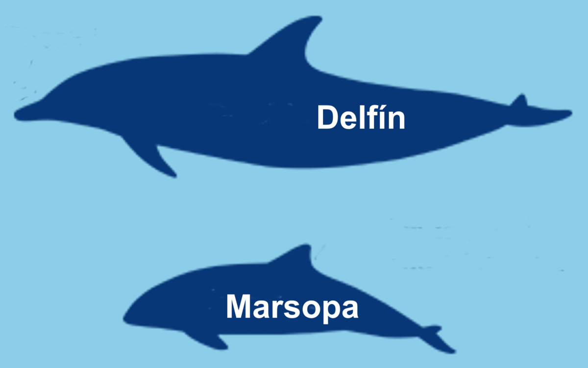 Dauphin