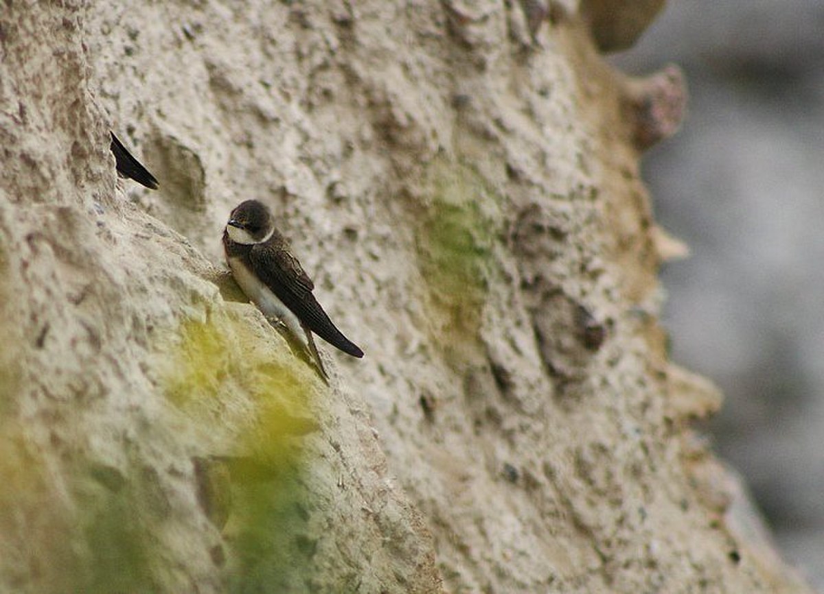Riparia riparia