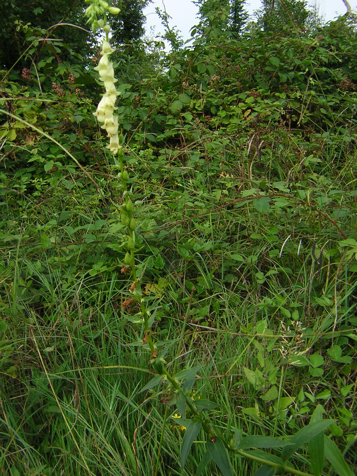 Digitalis lutea 2.jpg