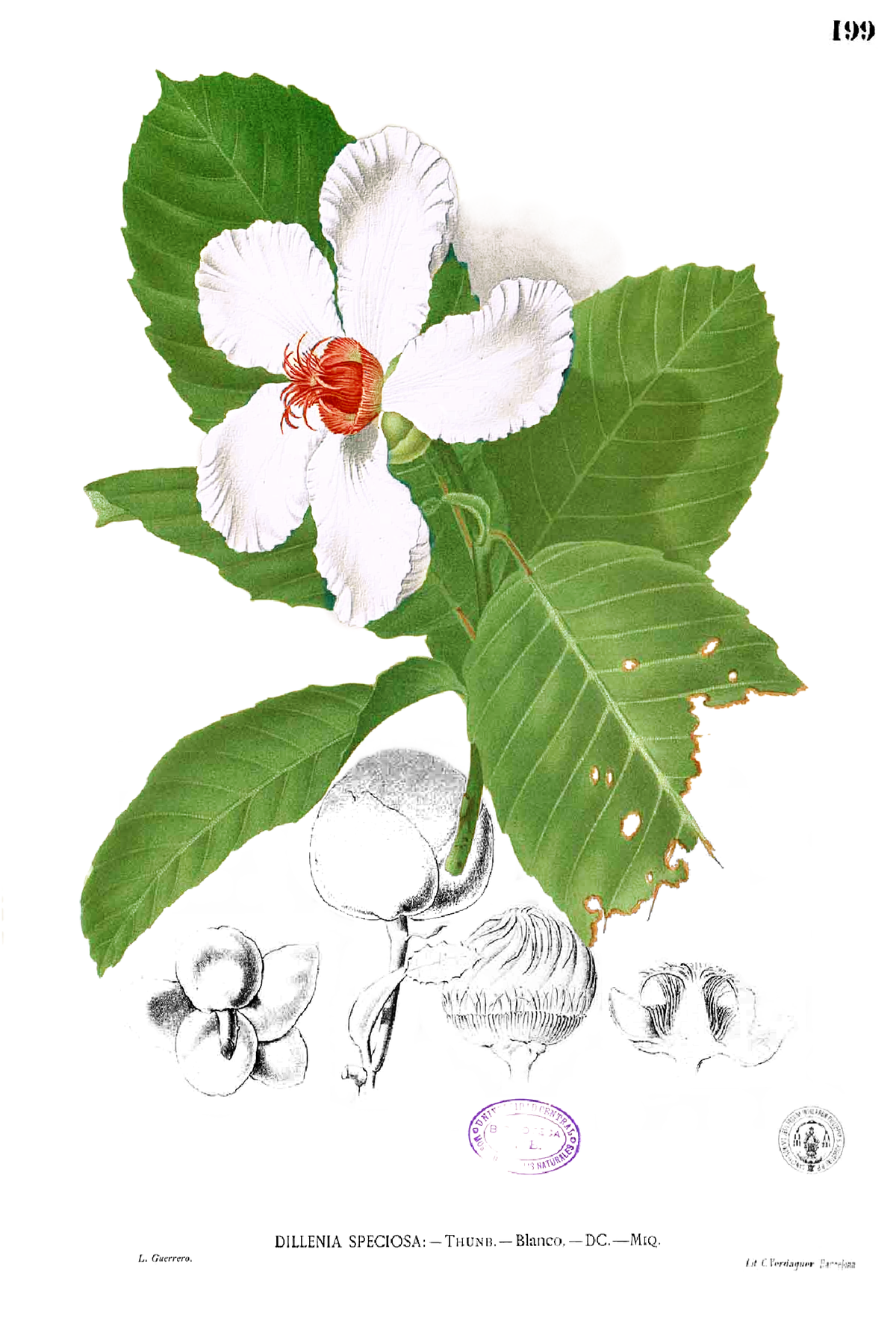 Dilleniaceae