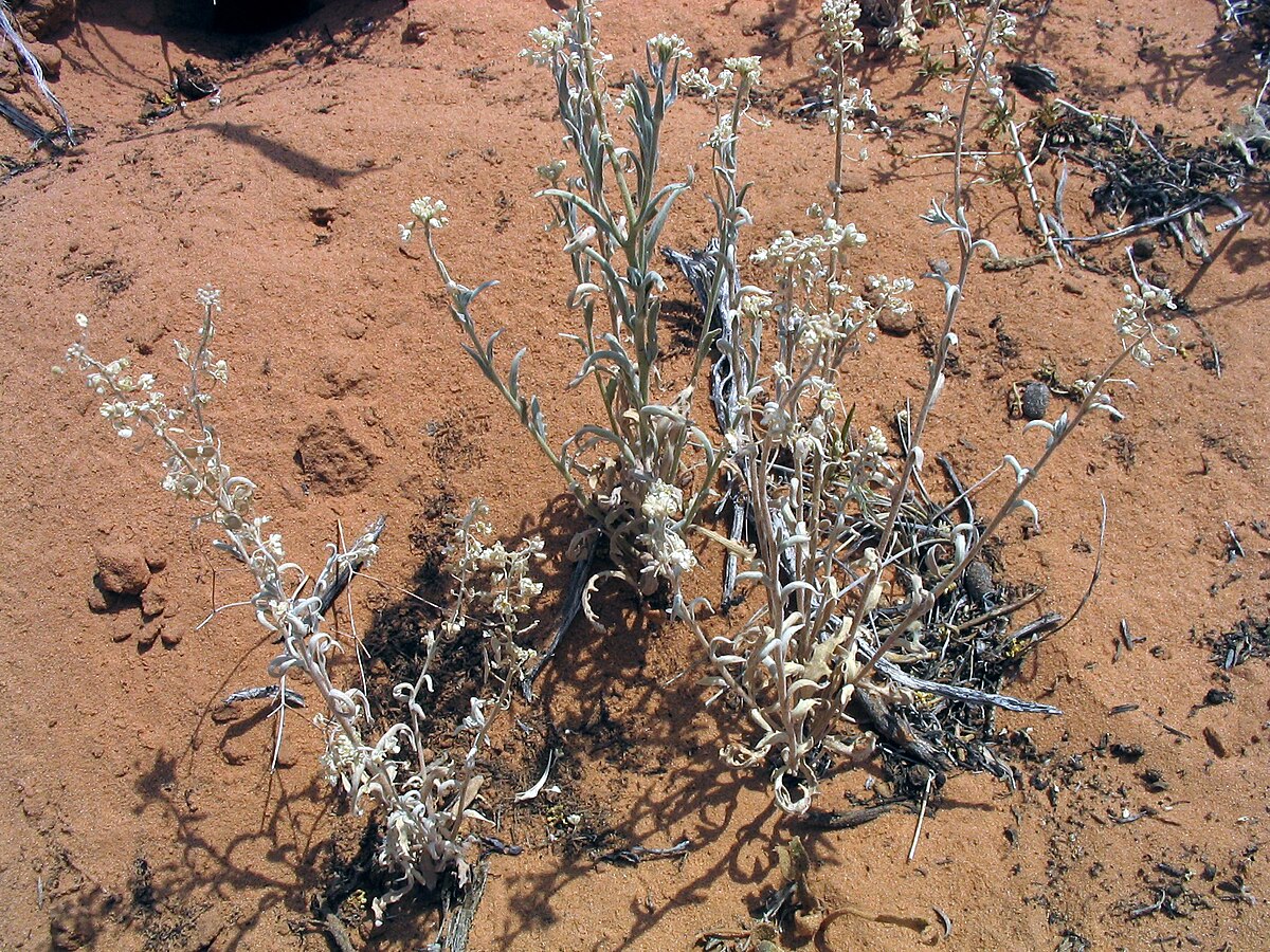 Dimorphocarpa wislizeni