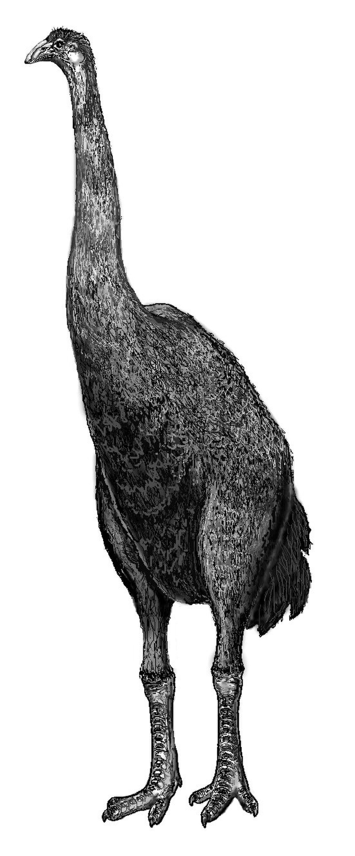Dinornithidae (Moa) 01 L.D..jpg