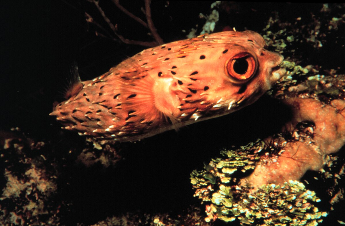 Poisson-hérisson tacheté