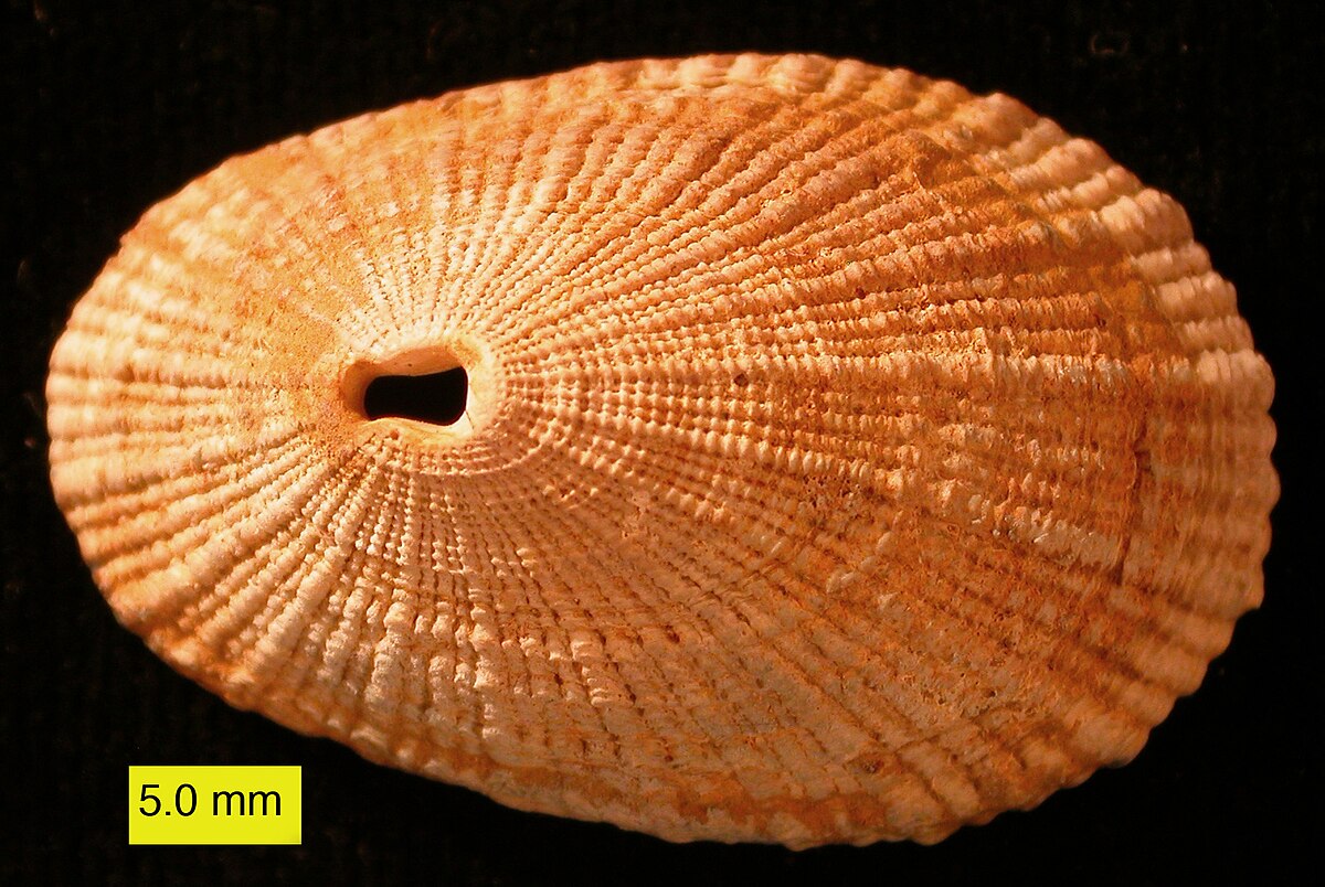 Fissurellidae