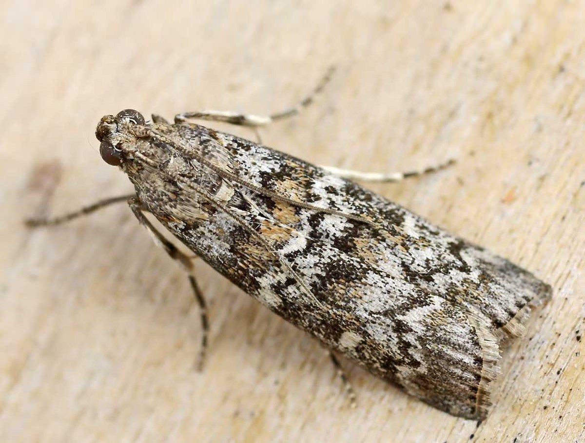 Dioryctria