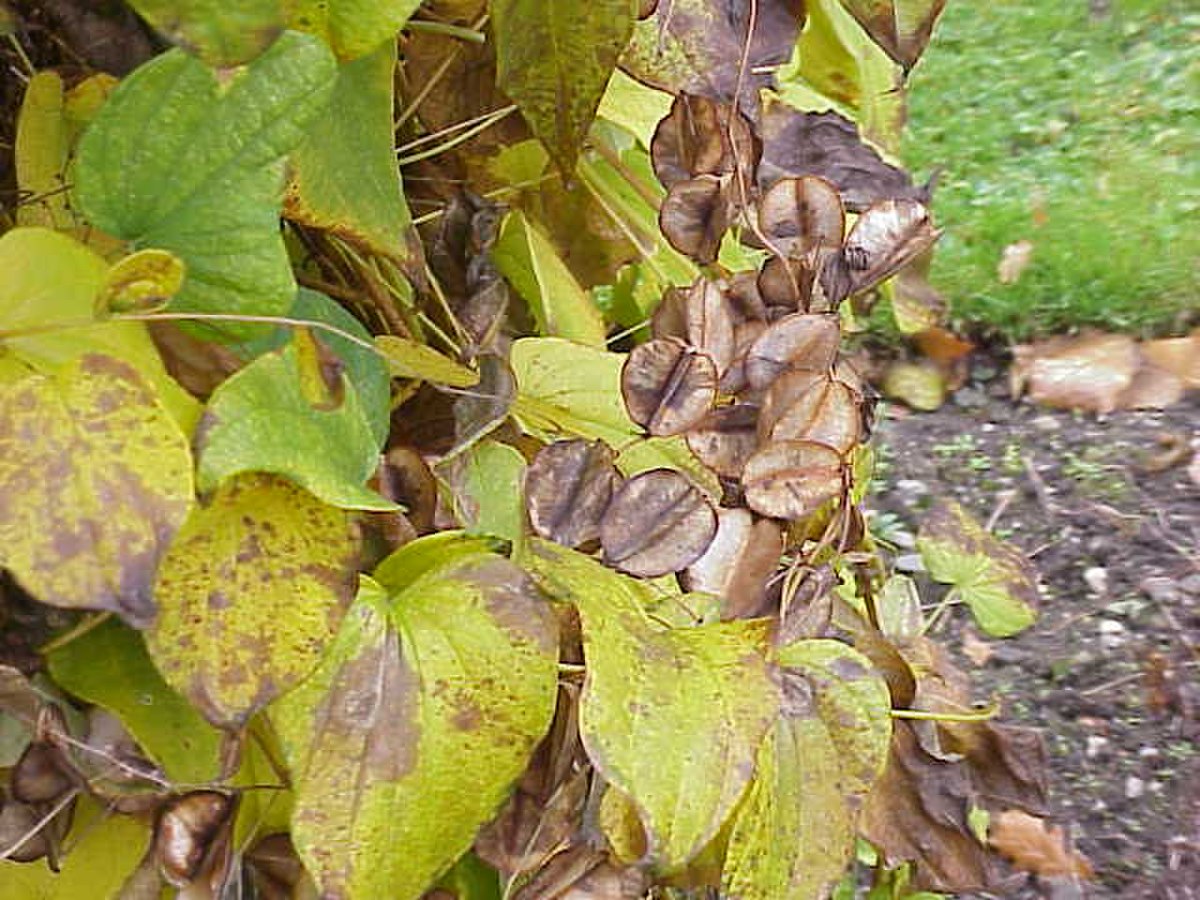 Dioscorea
