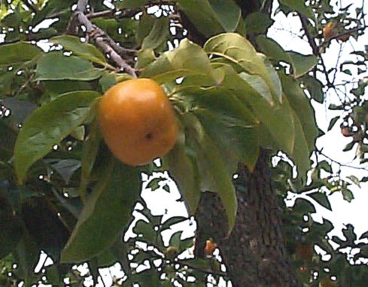 Ebenaceae