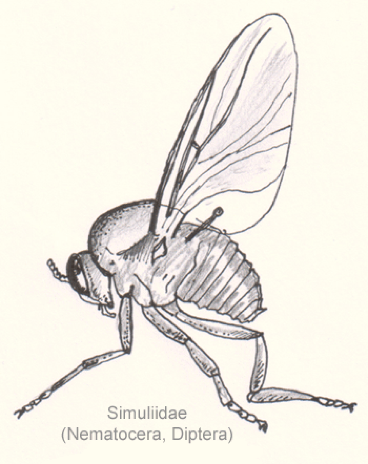 Simuliidae