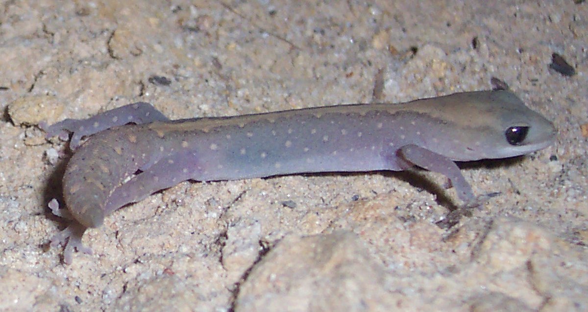 Diplodactylus