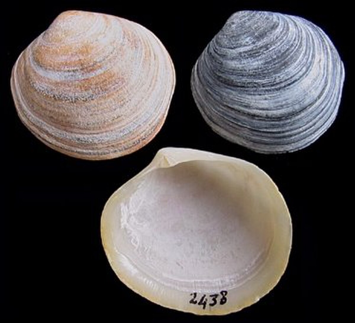 Diplodonta