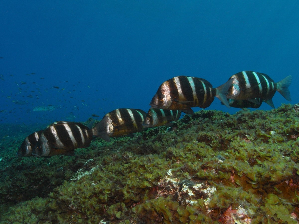 Diplodus cervinus.jpg
