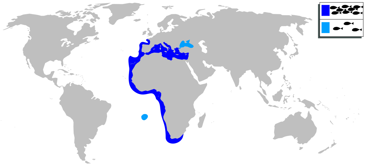 Diplodus sargus sargus mapa.svg