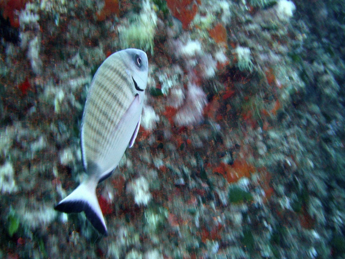 Diplodus sargus.jpg