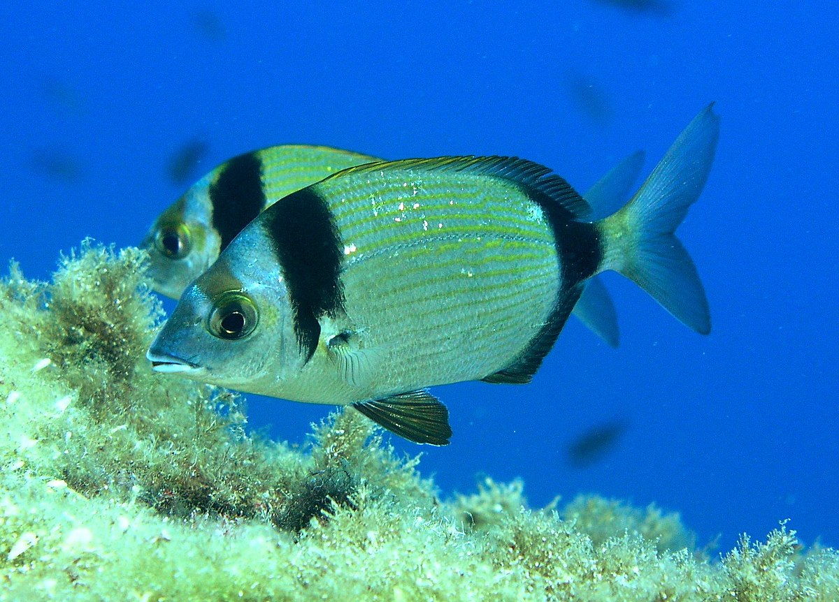 Diplodus