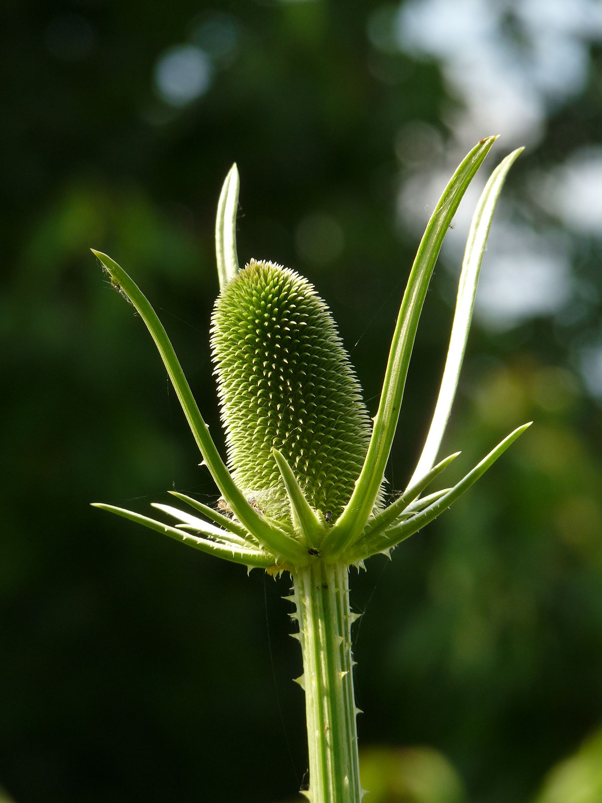 Dipsacus sativus