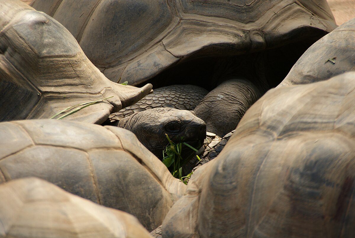 Carapace