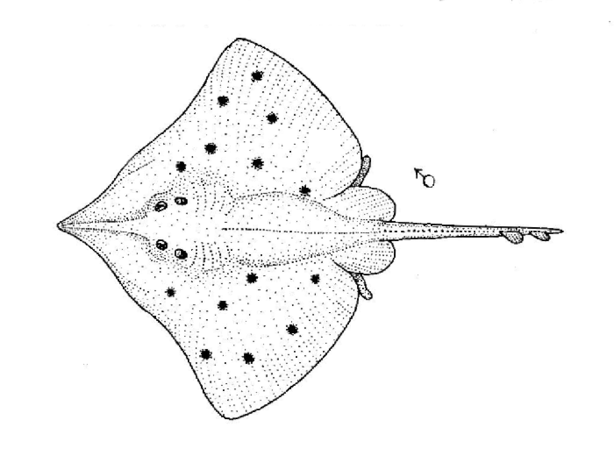 Dipturus