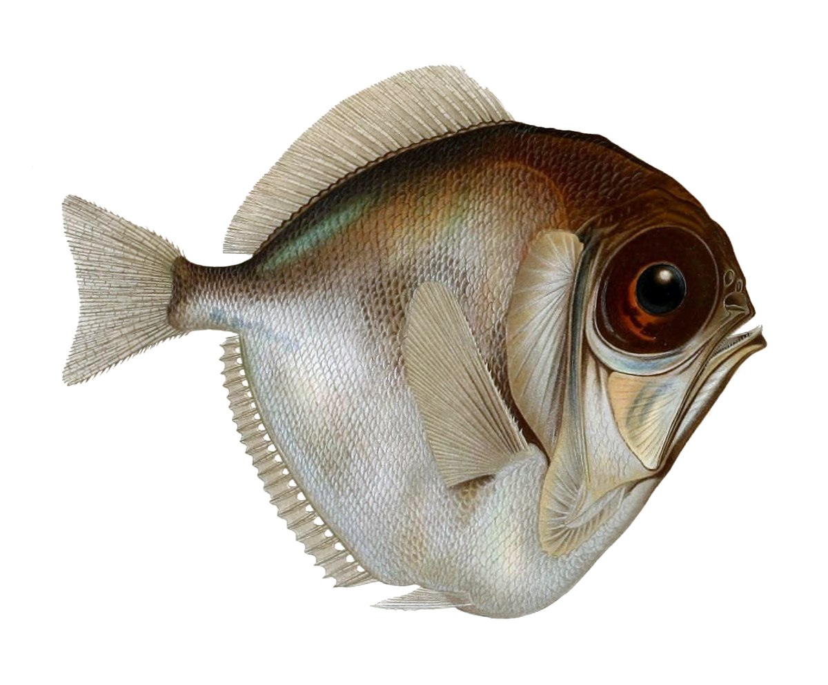 Diretmidae