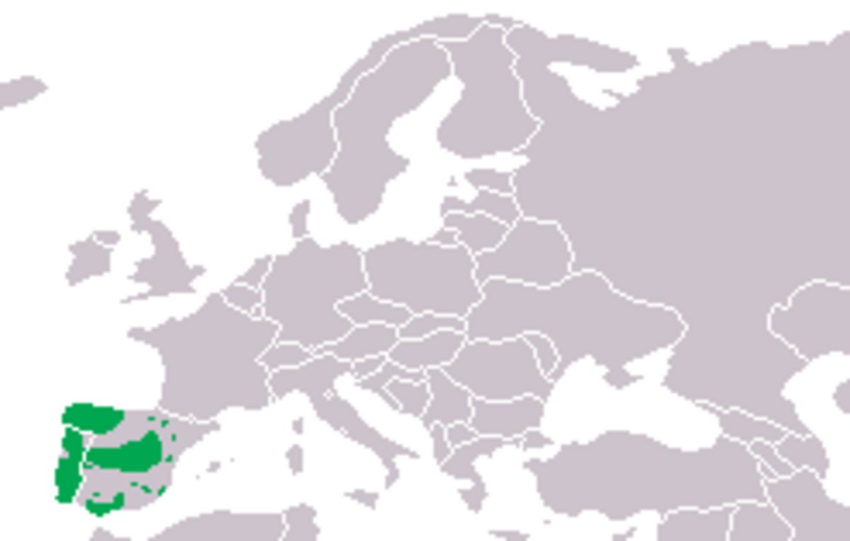 Discoglossus galganoi dis.png