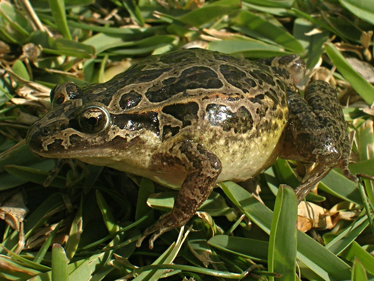 Discoglossus galganoi