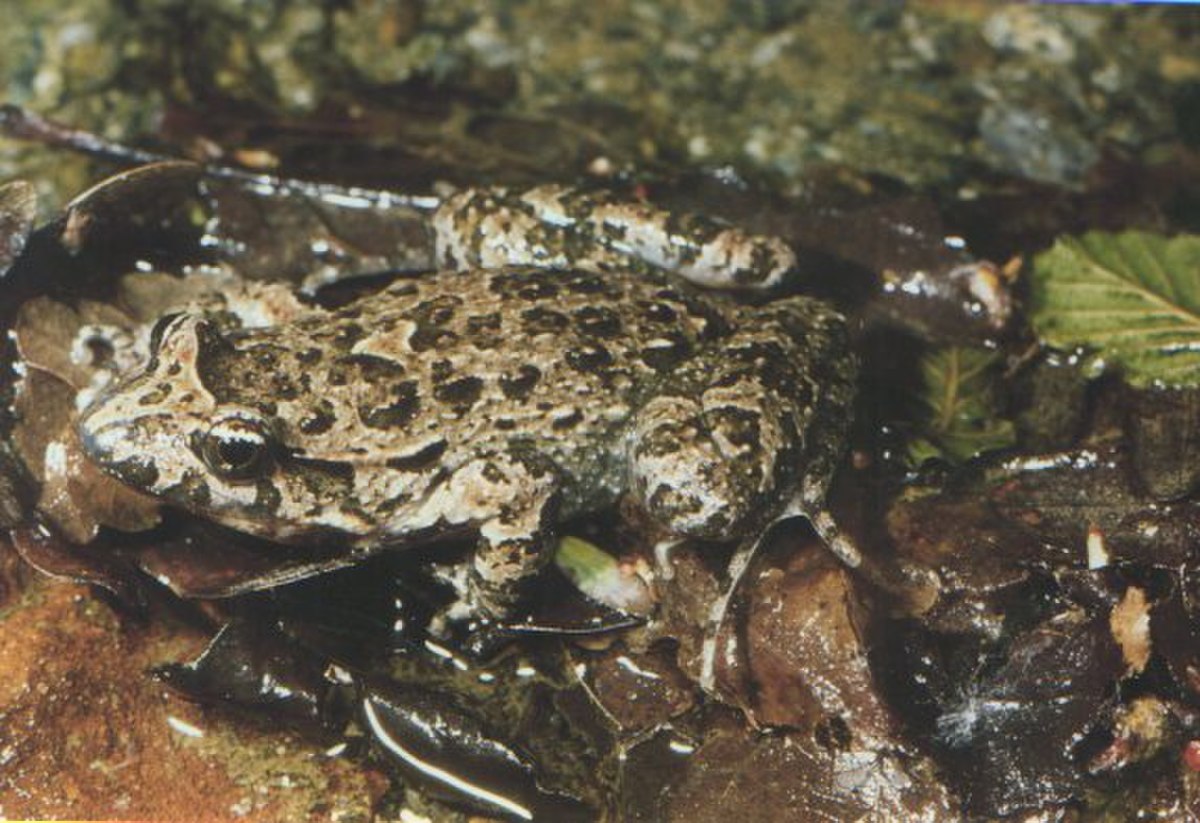 Discoglossus sardus