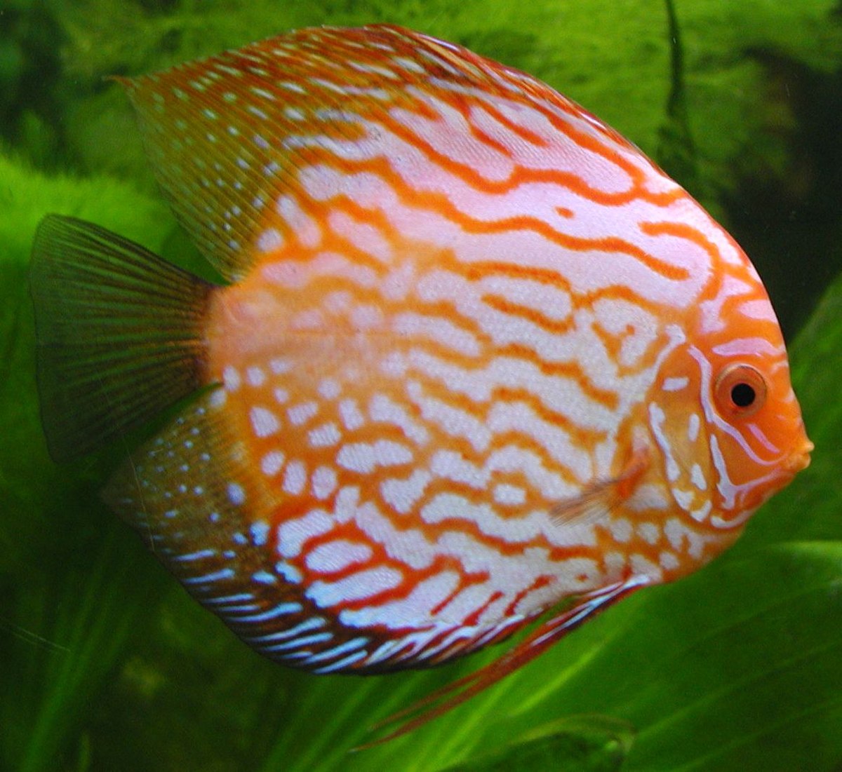 Symphysodon