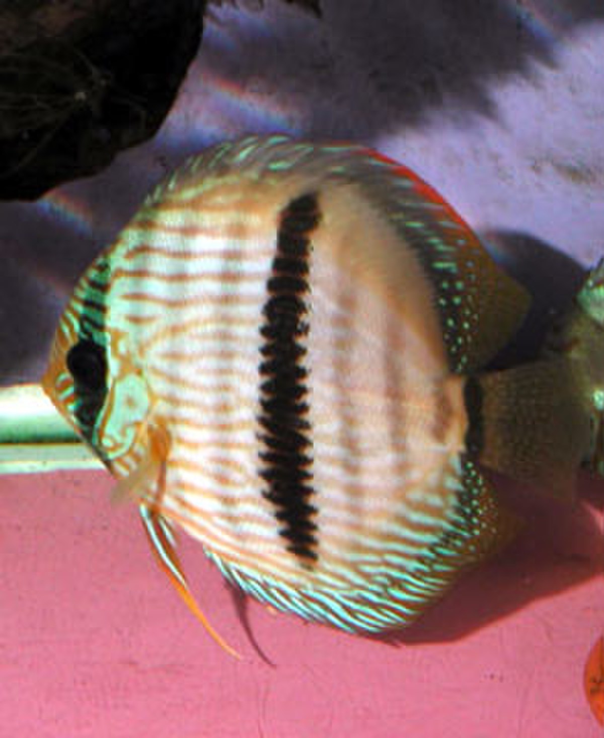 Discus de Heckel