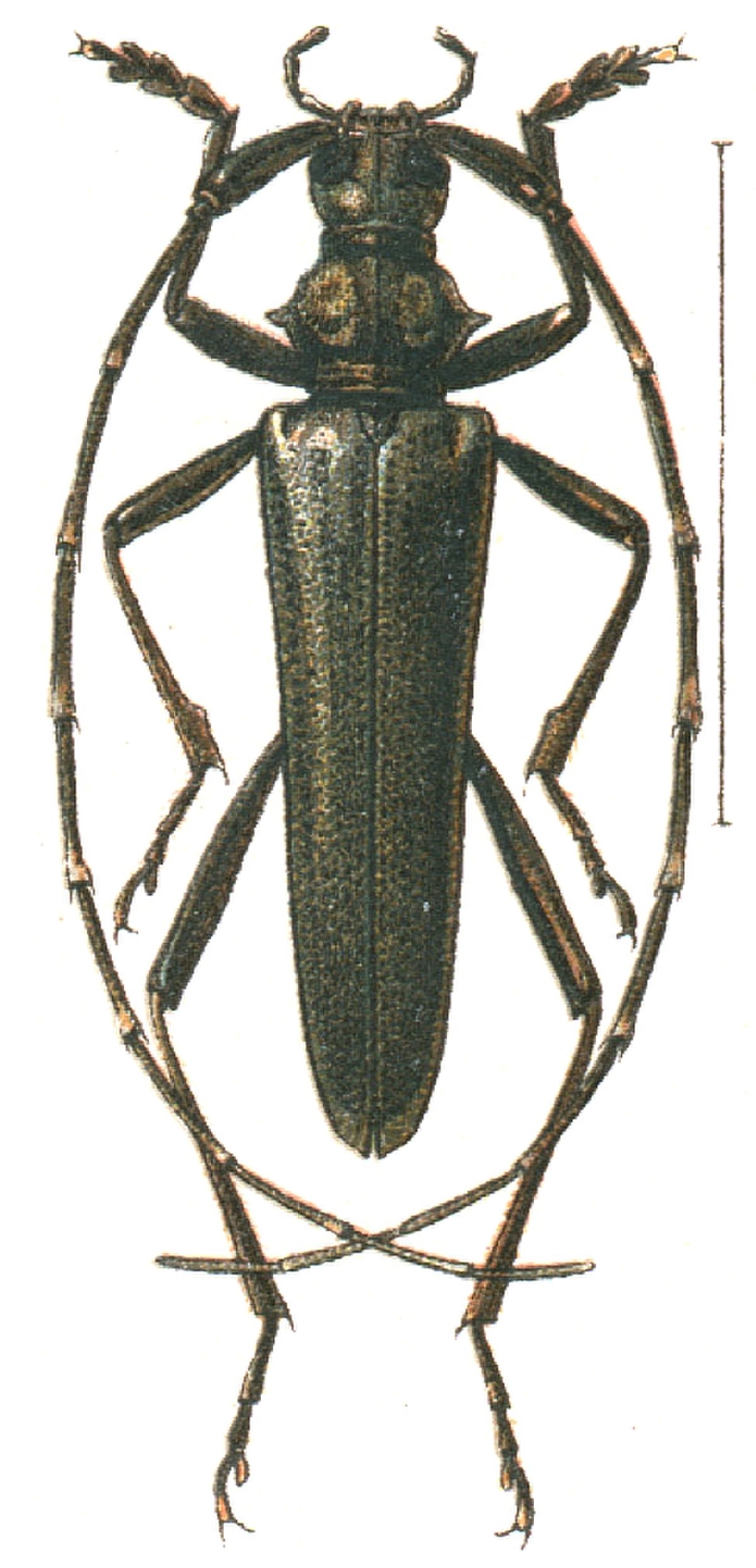 Disteniidae