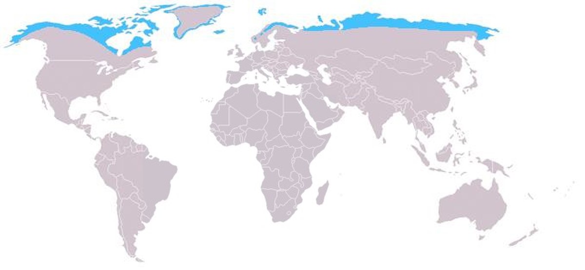 Distribution arctic fox.jpg