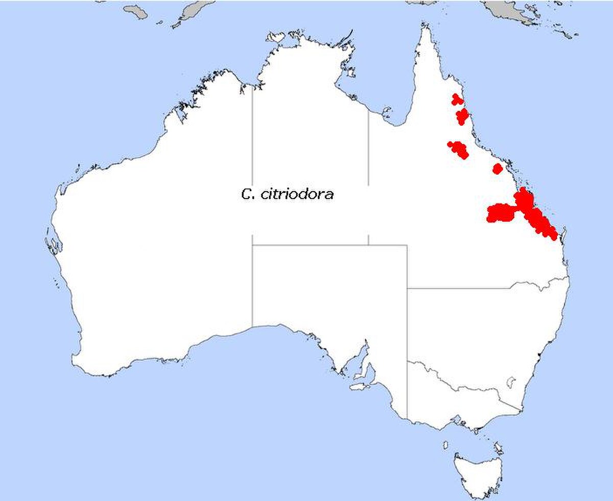 Distribution Corymbia citriodora.jpg