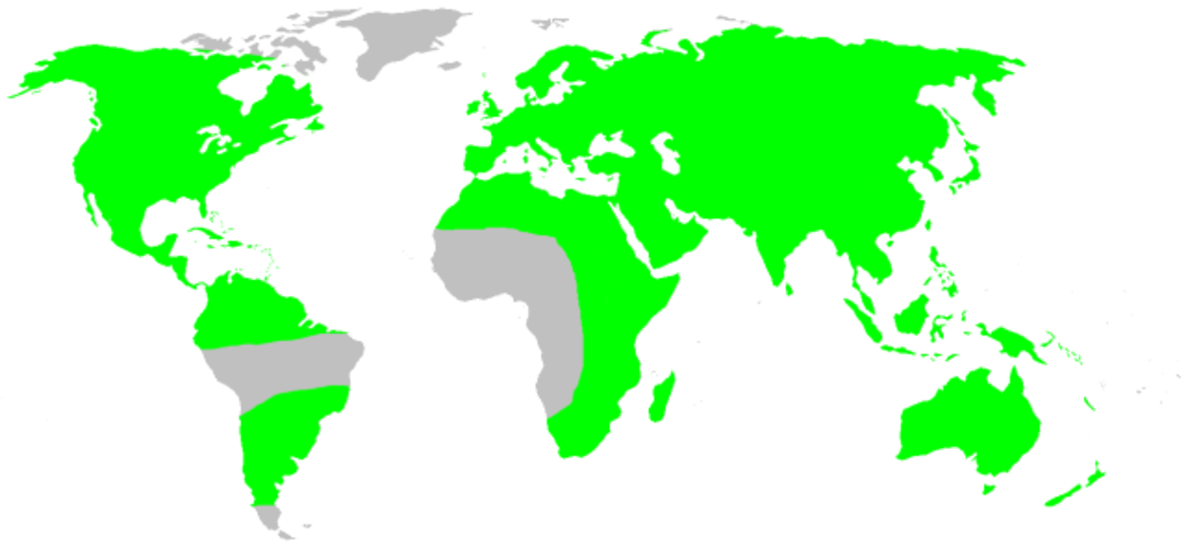 Distribution.clubionidae.1.png