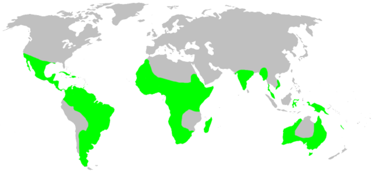 Distribution.deinopidae.1.png