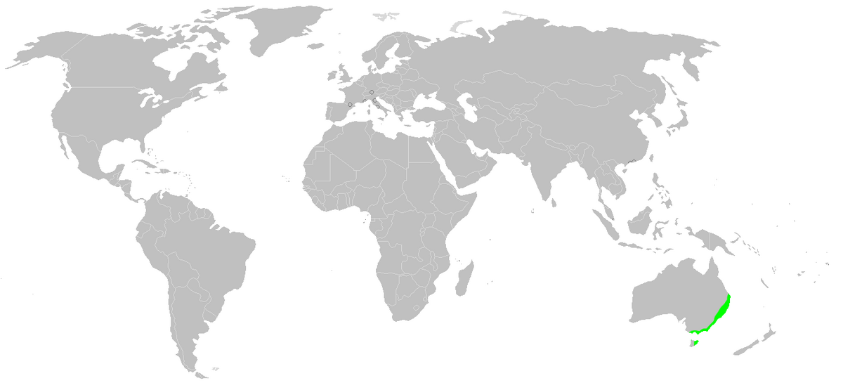 Distribution.deinopis.subrufa.1.png