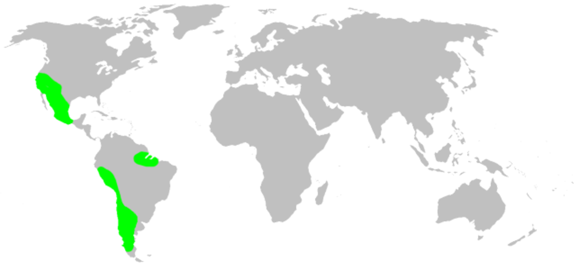 Diguetidae
