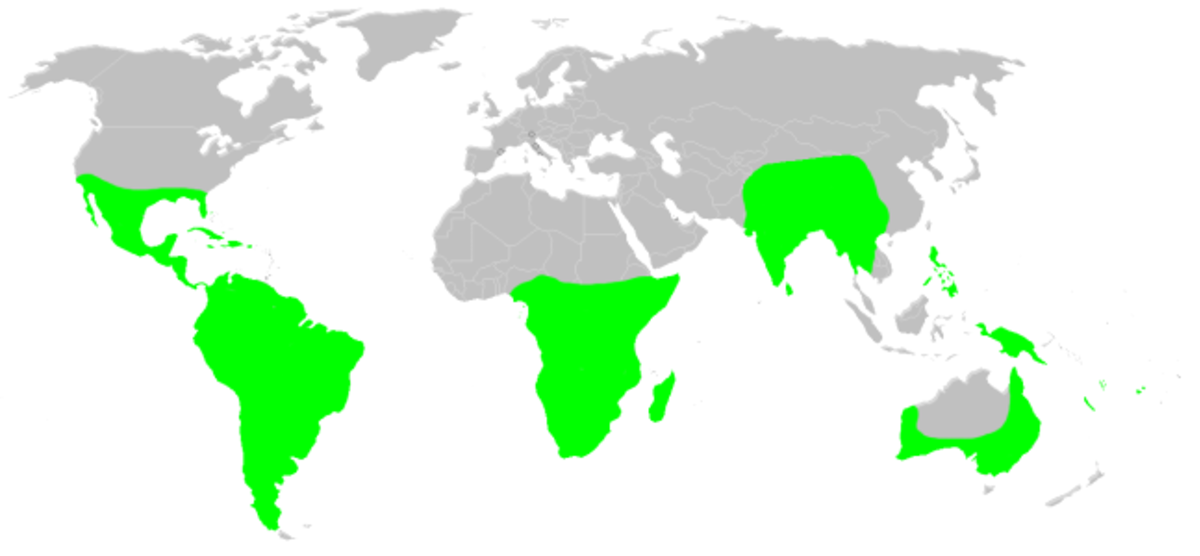 Distribution.dipluridae.1.png