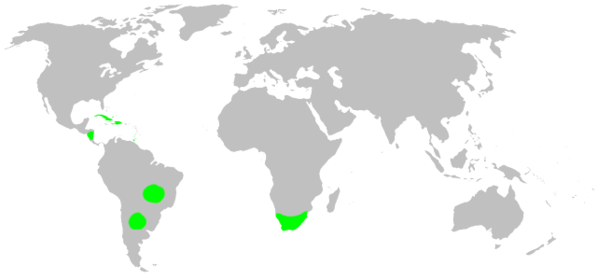 Drymusa