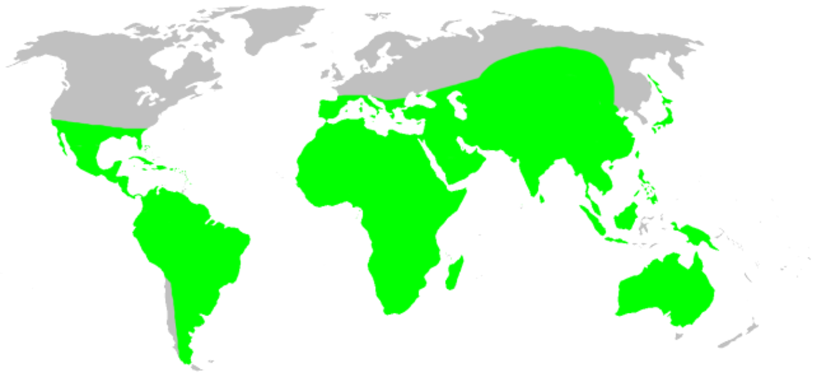 Distribution.hersiliidae.1.png